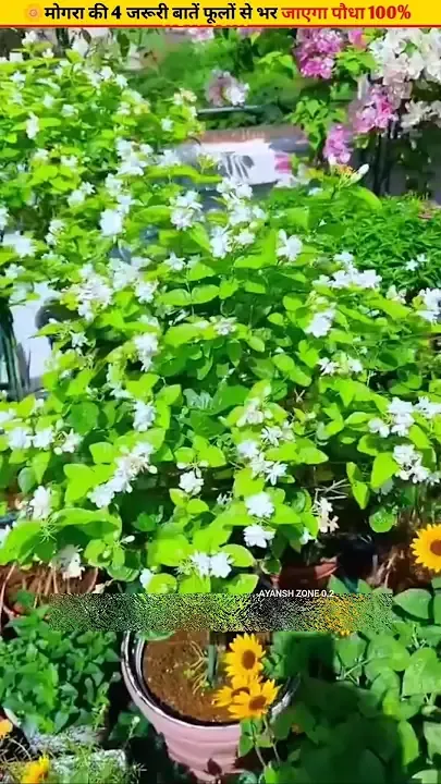 🌼Proper care for Mogra ensures an abundance of flowers #growth #gardening #plantcare — Непознато