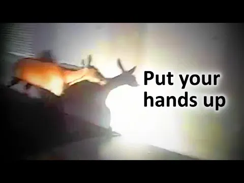 When Cops Catch A Deer Breaking And Entering — enigma