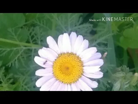 Həyatımın ilki — Sura İsgəndərli